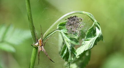 Huschspinne mit Jungtieren