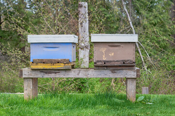 Two working honey bee hives in natural surroundings. 