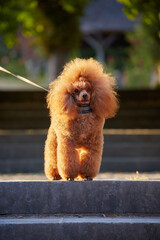 red poodle on the street