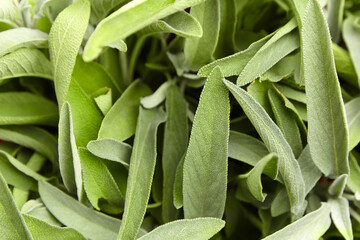 Fototapeta premium Close-up view of fresh sage leaves, displaying their vibrant green color and textured surface, perfect for culinary and herbal use