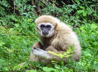 Lar Gibbon (Hylobates lar) monkey among green leaves in summer