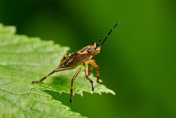 Rotbeinige Baumwanze (Pentatoma rufipes) Nymphe im letzten Stadium auf einer Blattspitze - Baden-Württemberg, Deutschland
