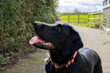 Dogs and their friends getting wet on a walk