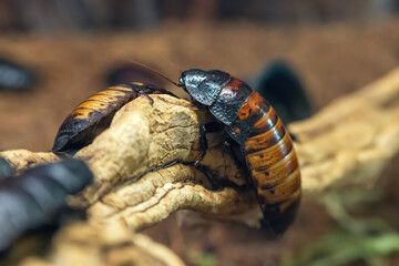 Madagascar hissing cockroach on a branch close-up. Gromphadorhina portentosa