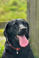 Dogs and their friends getting wet on a walk