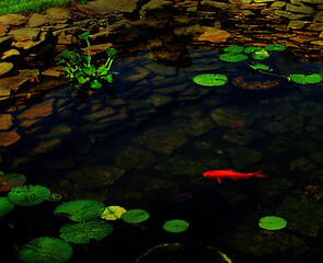 Goldfish Pond