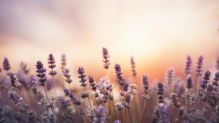 lavender