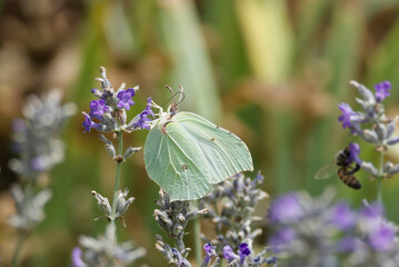 Common brimstone butterfly (Gonepteryx rhamni) sitting on lavender in Zurich, Switzerland