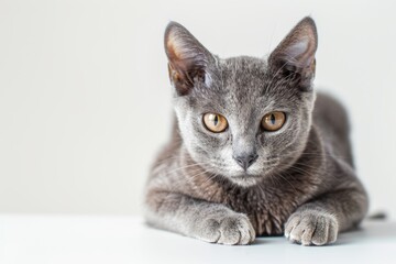portrait of a Korat cat breed, with white background