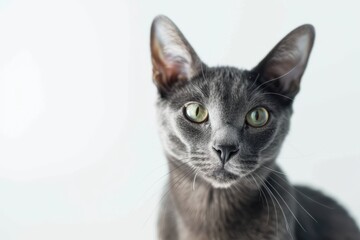 Fototapeta premium portrait of a Oriental Shorthair cat breed, with white background