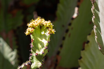 Obraz premium Cactus in the Cactus Garden, Lanzarote, Spain