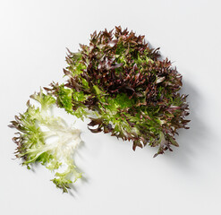 fresh head of red and green frisee lettuce
