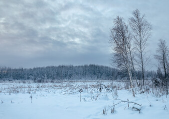 Birch trees standing on snowy field with cloudy sky