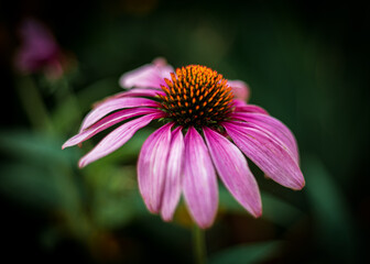 Fototapeta premium Pink coneflower blooming in the garden in summer