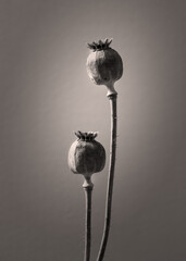 Two dry poppy seed heads standing tall against a neutral background