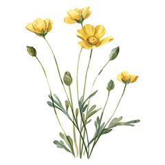 Watercolor clipart vector of Buttercup plant, isolated on a white background, Buttercup vector, Illustration painting, Graphic logo, drawing design art