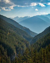 Evergreen coniferous forest covering mountain valley on sunny day