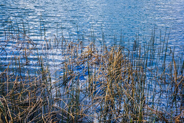 Dry grass growing in the clear blue water of a lake