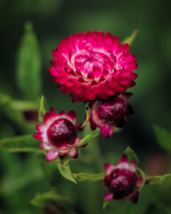 Beautiful pink strawflower blooming in the garden