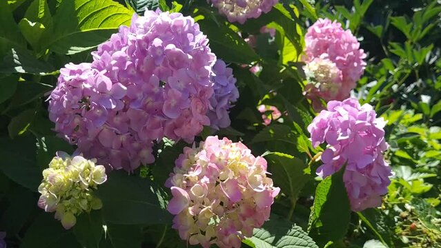 Hydrangeas swaying little by little in the early morning breeze. Multi-colored hydrangea in the garden.