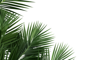 Fototapeta premium Tropical green palm leaf transparent background.