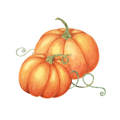 Two orange pumpkins with green leaves and vines. Bright squash illustration. Watercolor clipart suitable for autumn decor, stickers, Thanksgiving cards, and harvest festival promotional materials