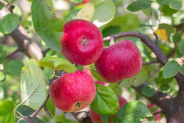 Apple tree with ripe apples in the garden, close-up. Fruit harvest