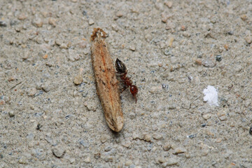 Black carpenter ant macro photo