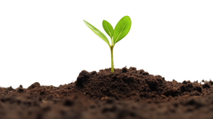 Young green plant growing out of black soil transparent background.