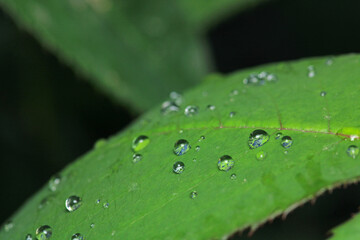 dry leaf water drops macro photo
