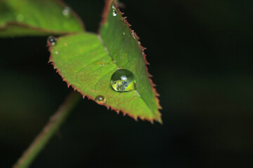 dry leaf water drops macro photo