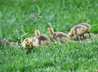 Goslings Search for Food