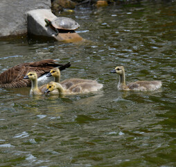 Gosling Pauses for a Drink
