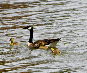 Baby Gosling in Panic Mode