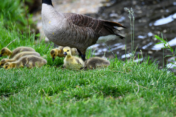 Baby Goslings Search for Food