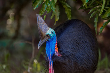 Southern cassowary (Casuarius casuarius)