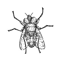 house fly hand drawn. vintage isolated, black nature, collection set house fly vector sketch. isolated black illustration