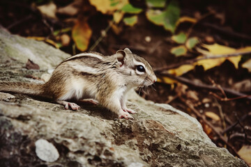 A Cute Chipmunk Sitting on a Rock