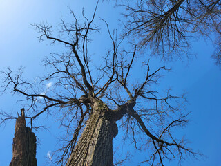 Empty bare tree crowns against a blue sky background.