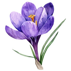 Watercolor of a Crocus flower, isolated on a white background, Crocus vector, drawing clipart, Illustration Vector, Graphic Painting, design art, logo