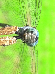 Dragonfly Close up, A dragonfly on branch in nature.