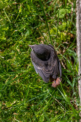 Young Sitta europaea on green grass in sunny summer day