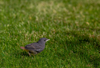 Young Sitta europaea on green grass in sunny summer day