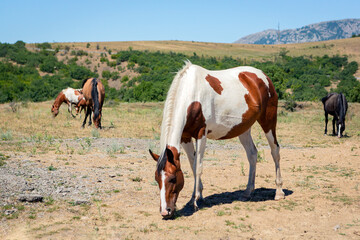 Horses are walking in the mountains of Crimea. A herd of horses grazing in a field. Rural landscape.