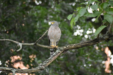 tailed hawk perched on branch