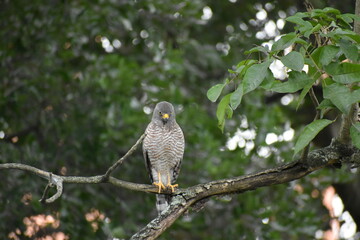tailed hawk perched on branch