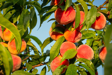 Fresh and delicious peaches in the orchard.