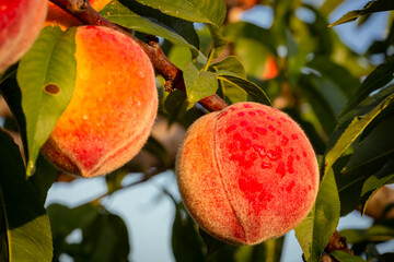 Fresh and delicious peaches in the orchard.