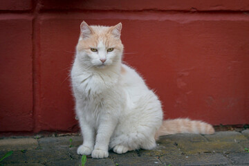 Portrait of a Turkish van cat in close-up.