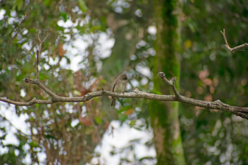 bird on tree